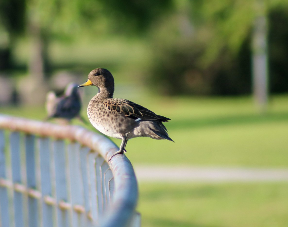 Yellow-billed Teal - ML644937589