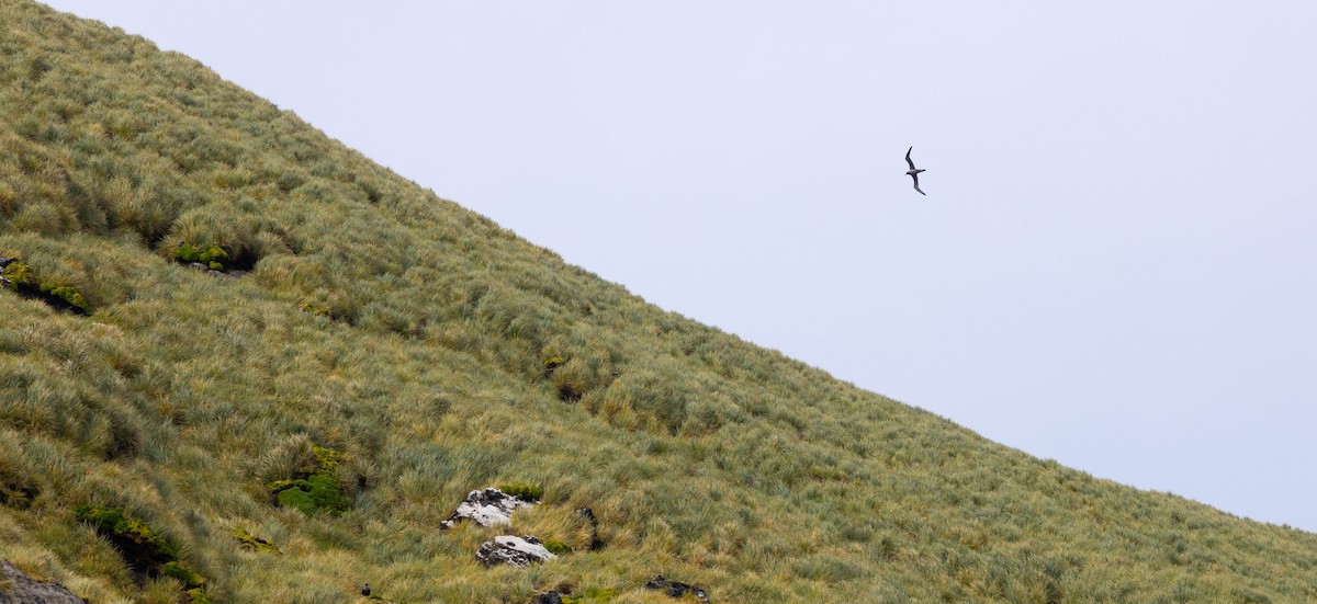 Albatros hauskara - ML644937594