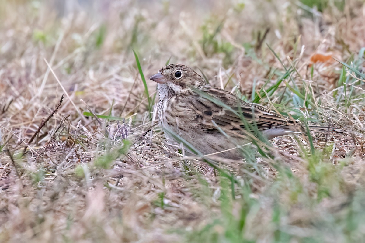 Vesper Sparrow - ML644937599