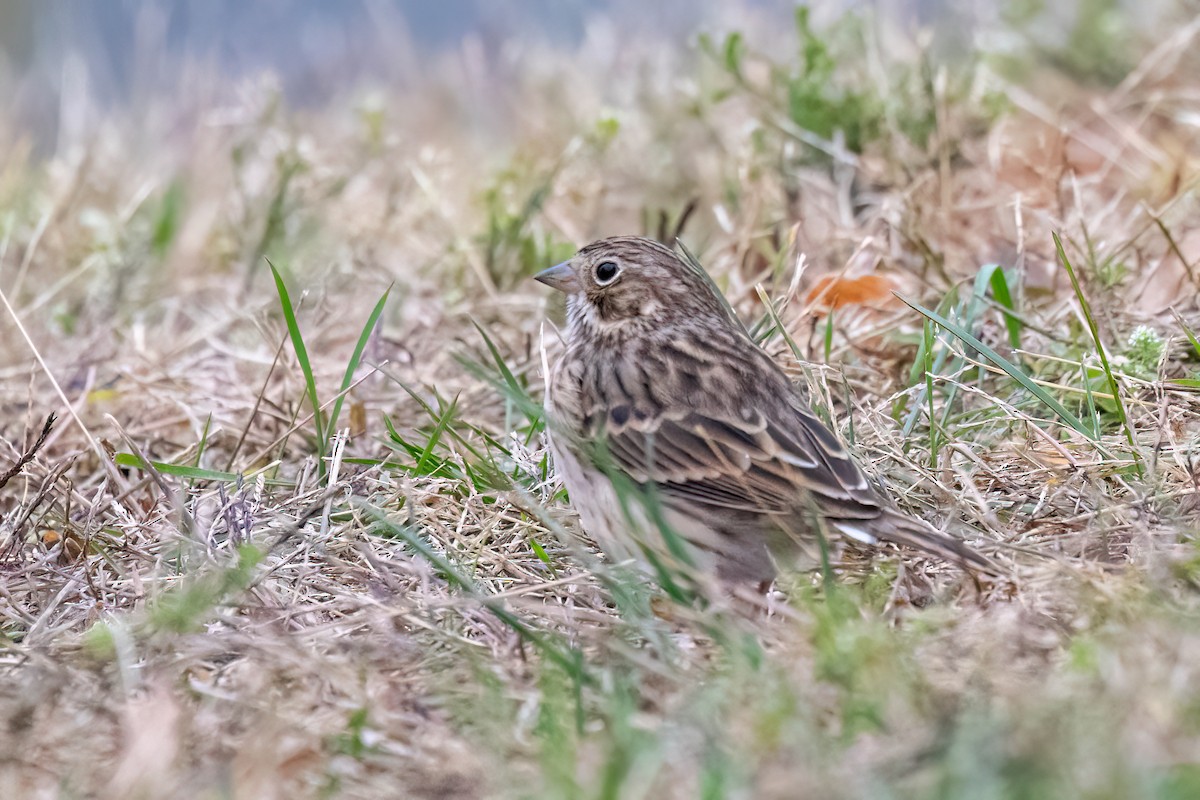 Vesper Sparrow - ML644937600