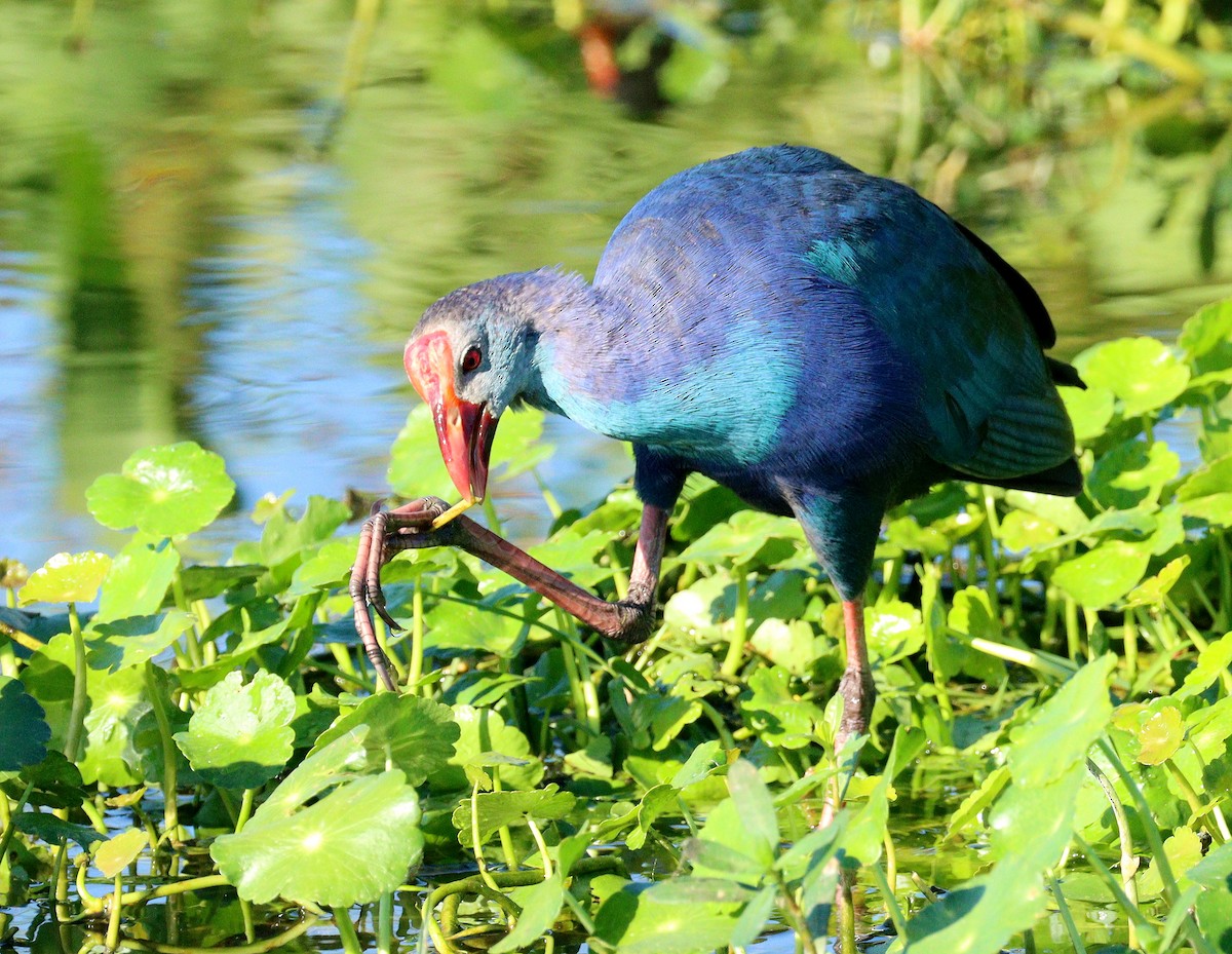 eBird Checklist - 9 Nov 2025 - Green Cay Wetlands & Nature Center - 45 ...