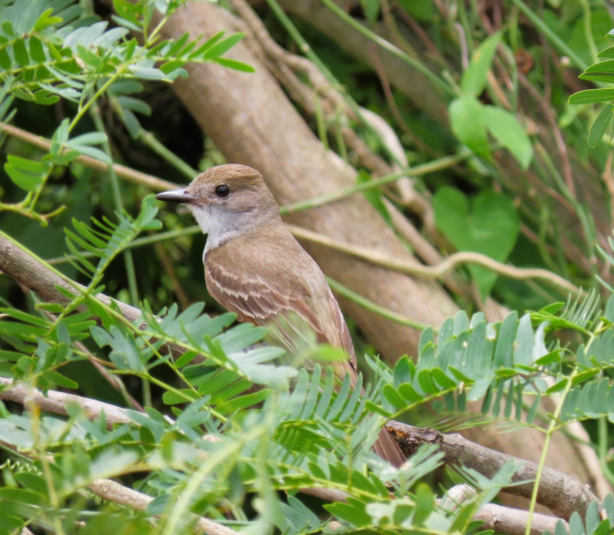 Brown-crested Flycatcher - ML644937607