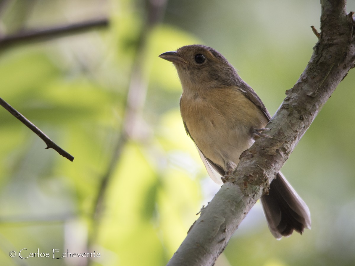 Gray-throated Chat - Carlos Echeverría