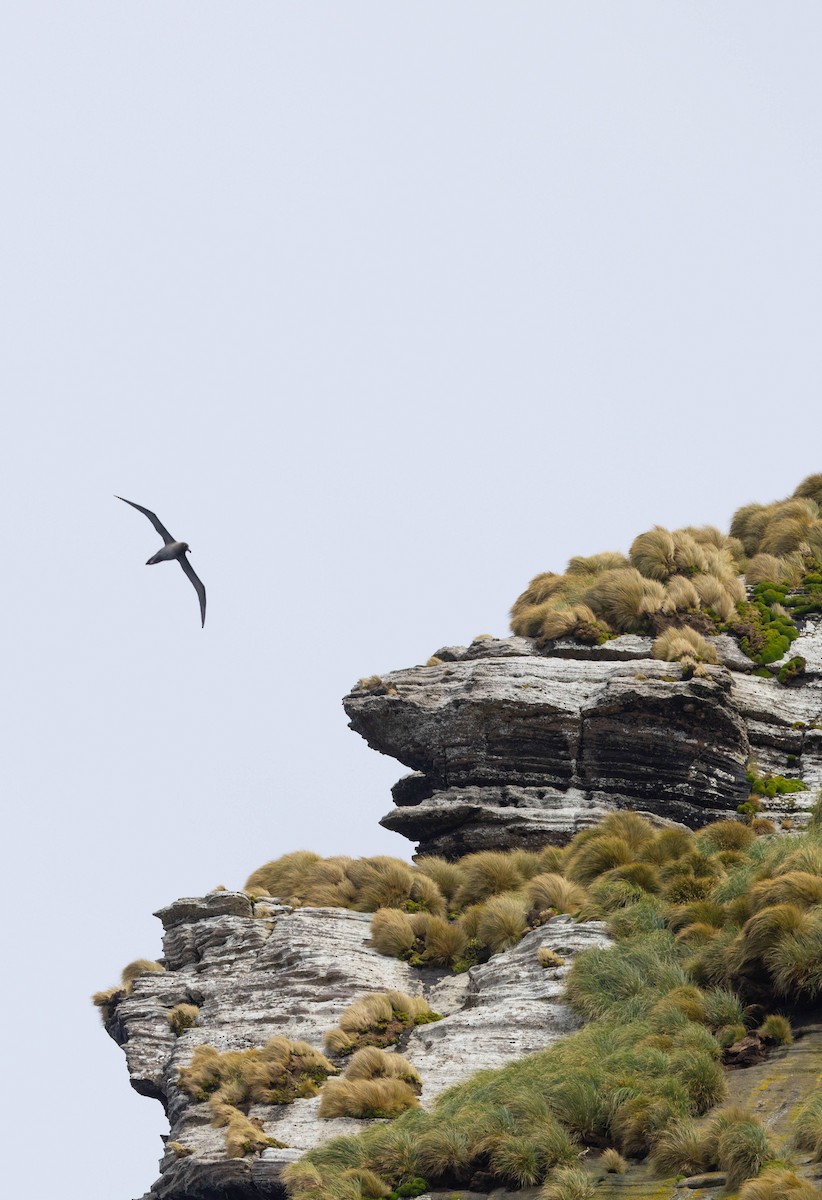 Albatros hauskara - ML644937611