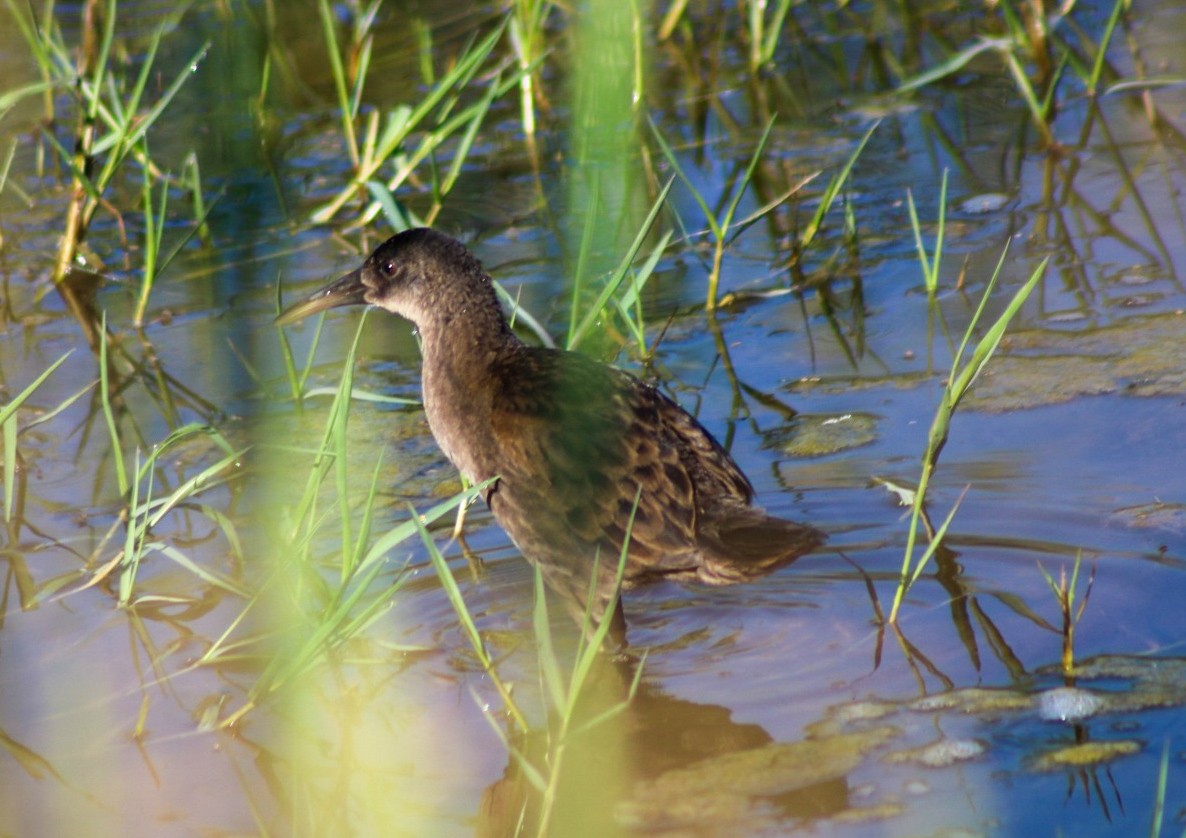 Plumbeous Rail - ML644937617