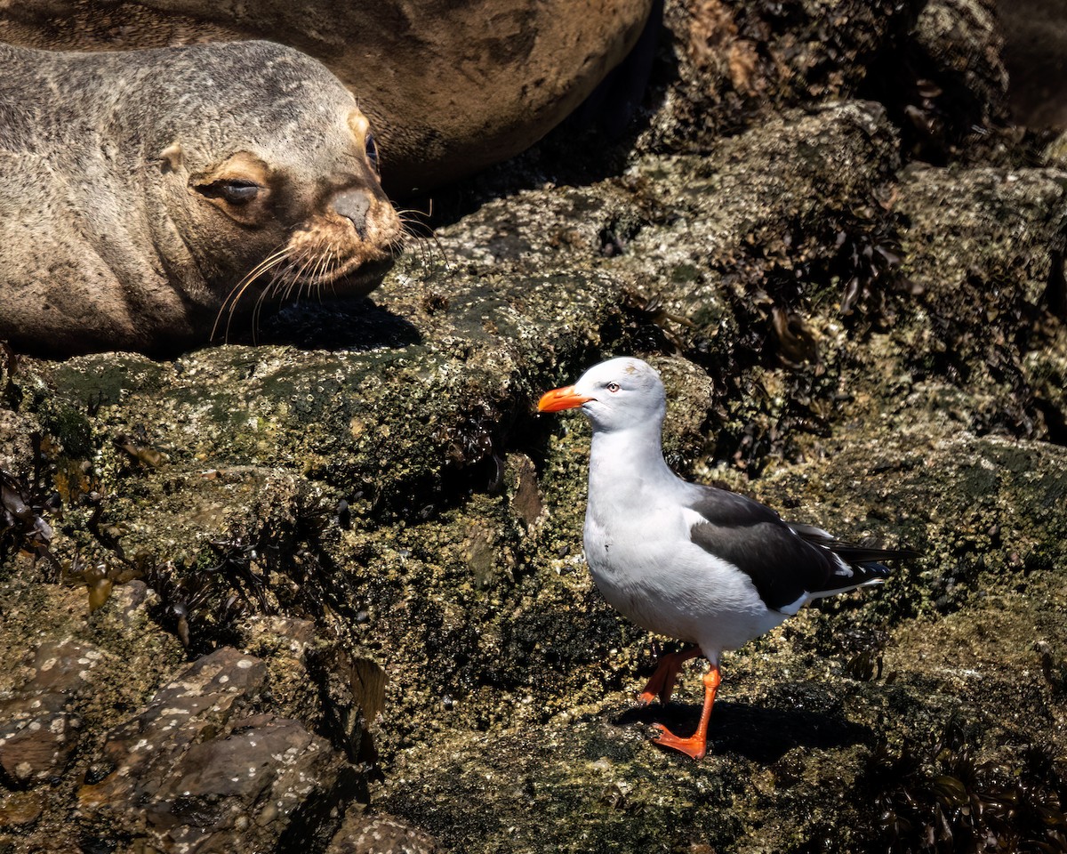 Dolphin Gull - ML644937620