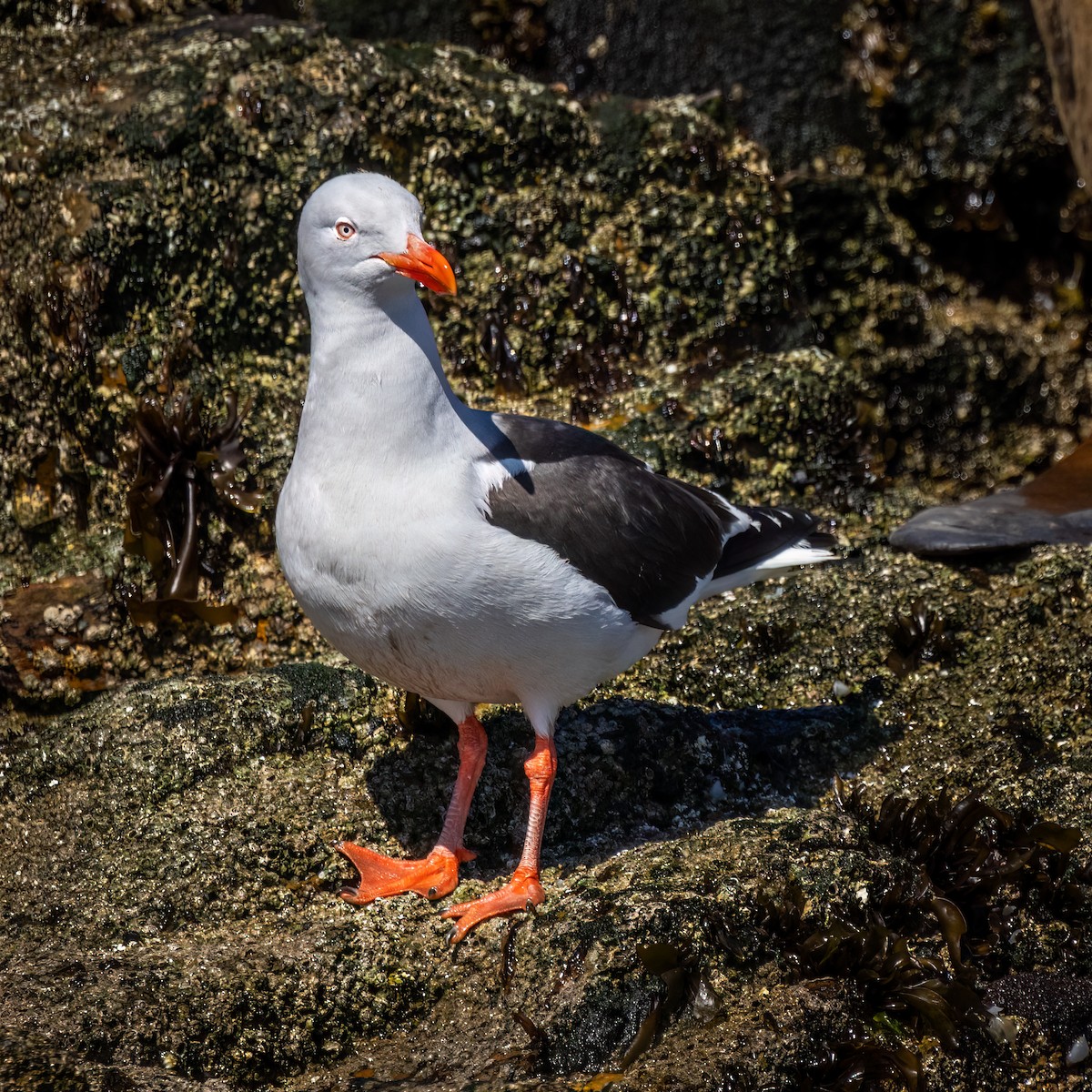 Dolphin Gull - ML644937621
