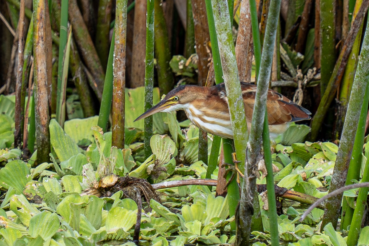 Least Bittern - ML644937622