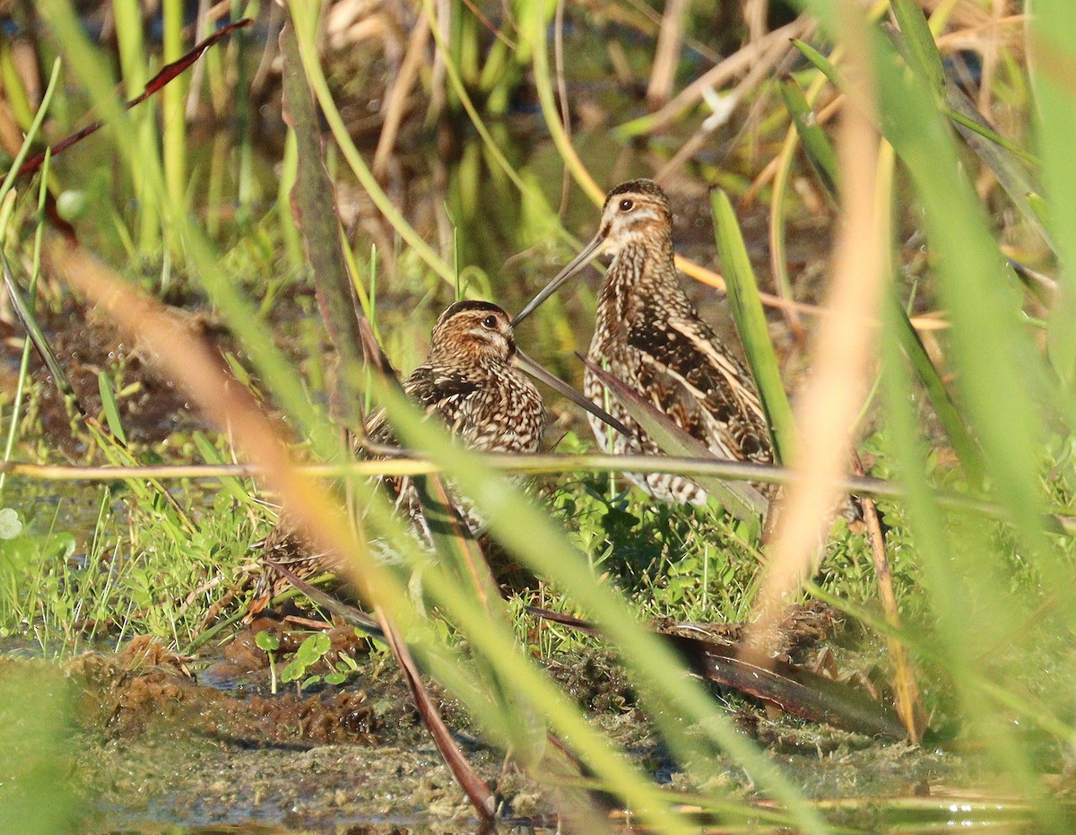 Wilson's Snipe - ML644937624