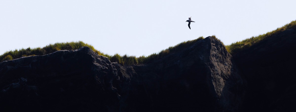 Albatros hauskara - ML644937625