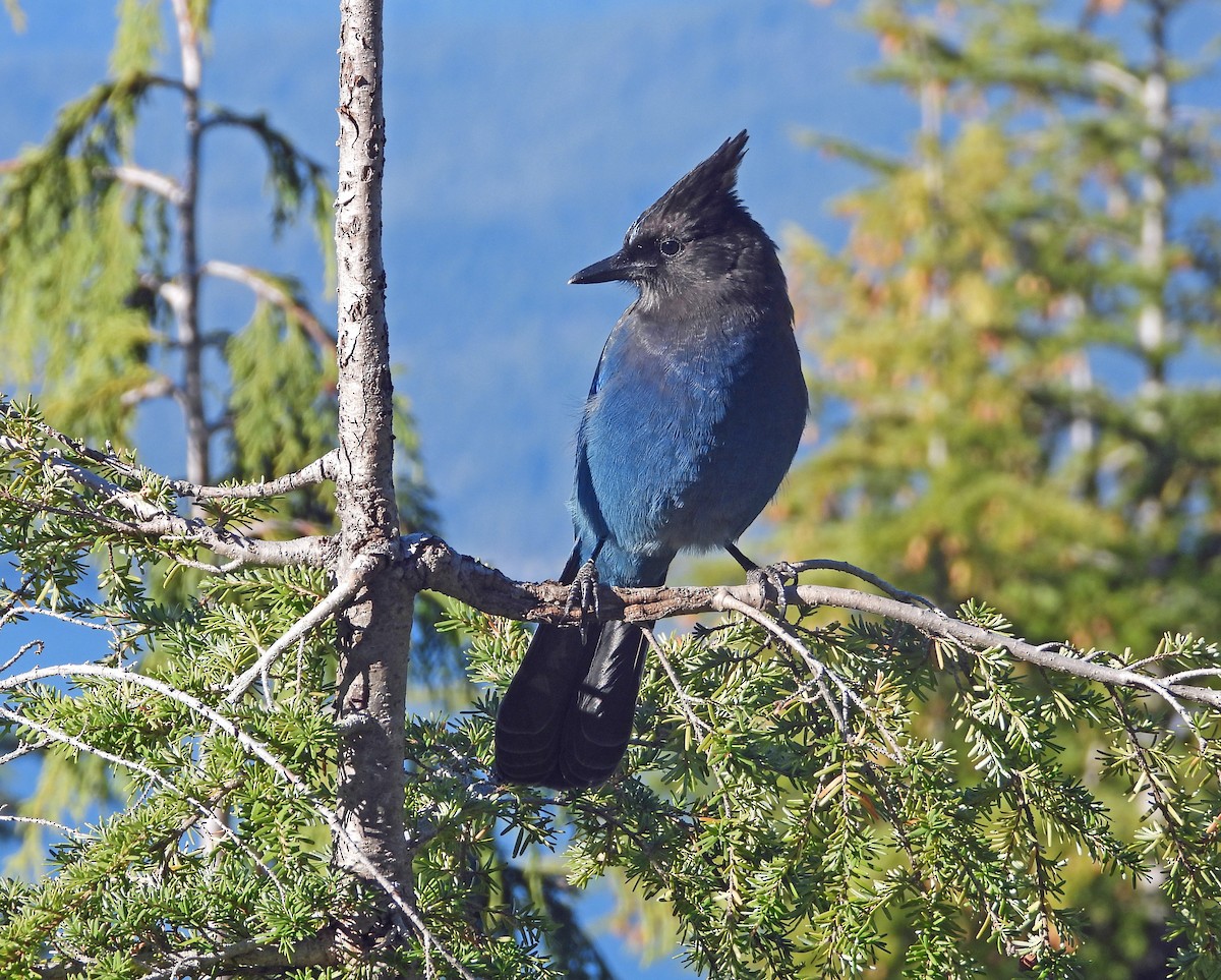 ステラーカケス - ML644937631