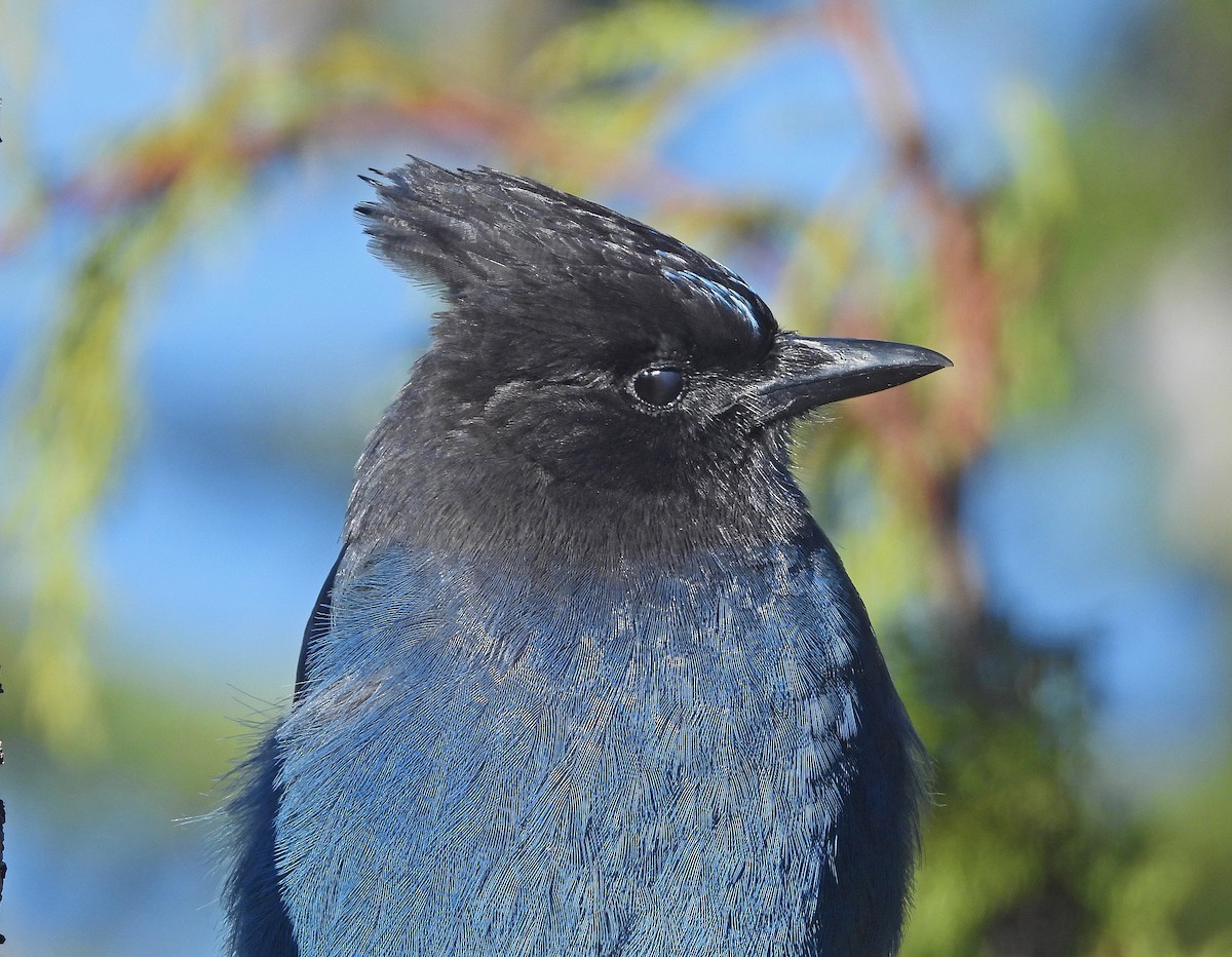 ステラーカケス - ML644937632