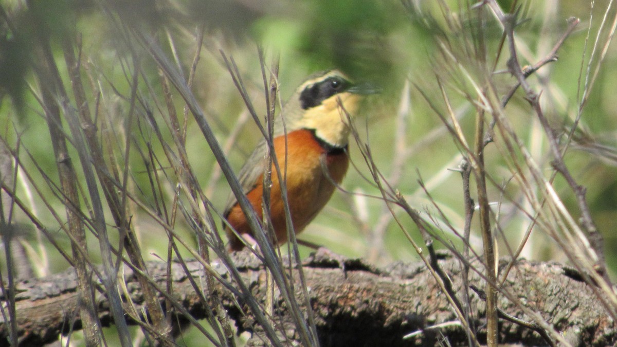 Zeytin Tepeli Hilalgerdan - ML644937633