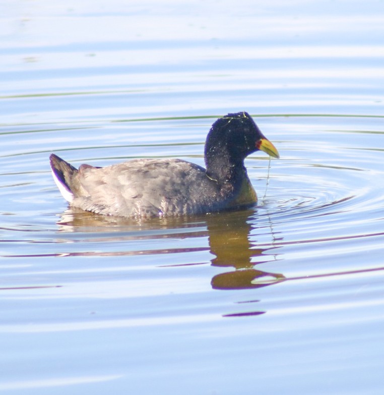 Red-fronted Coot - ML644937637