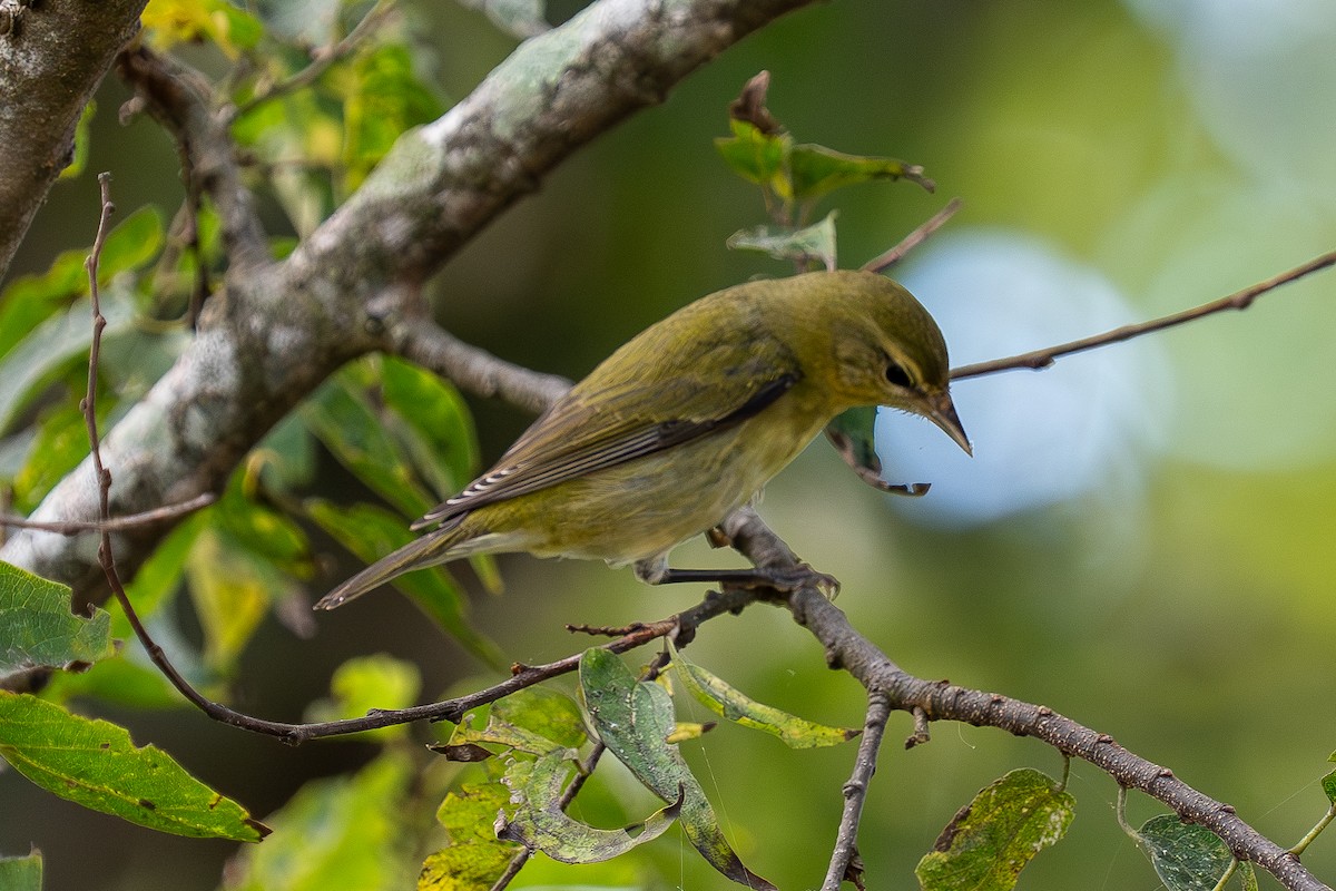 Tennessee Warbler - ML644937646
