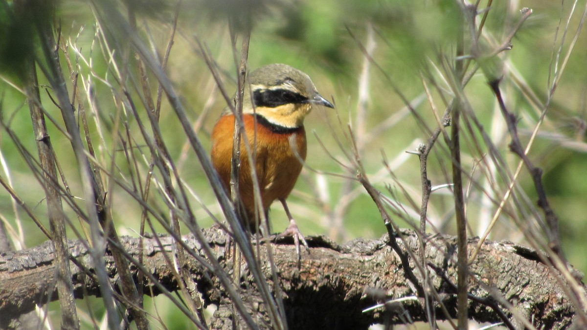 Zeytin Tepeli Hilalgerdan - ML644937647