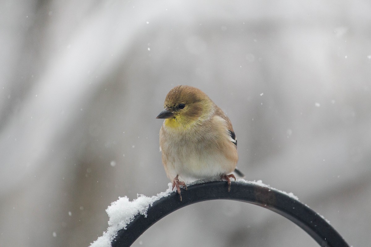 American Goldfinch - ML644937653