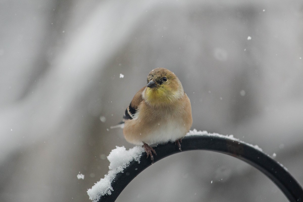 American Goldfinch - ML644937654