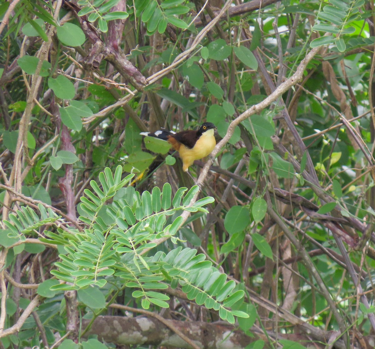 Black-capped Donacobius - ML644937655