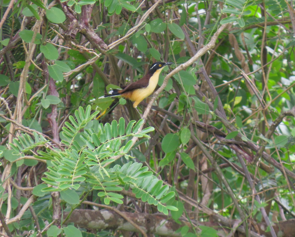 Black-capped Donacobius - ML644937656