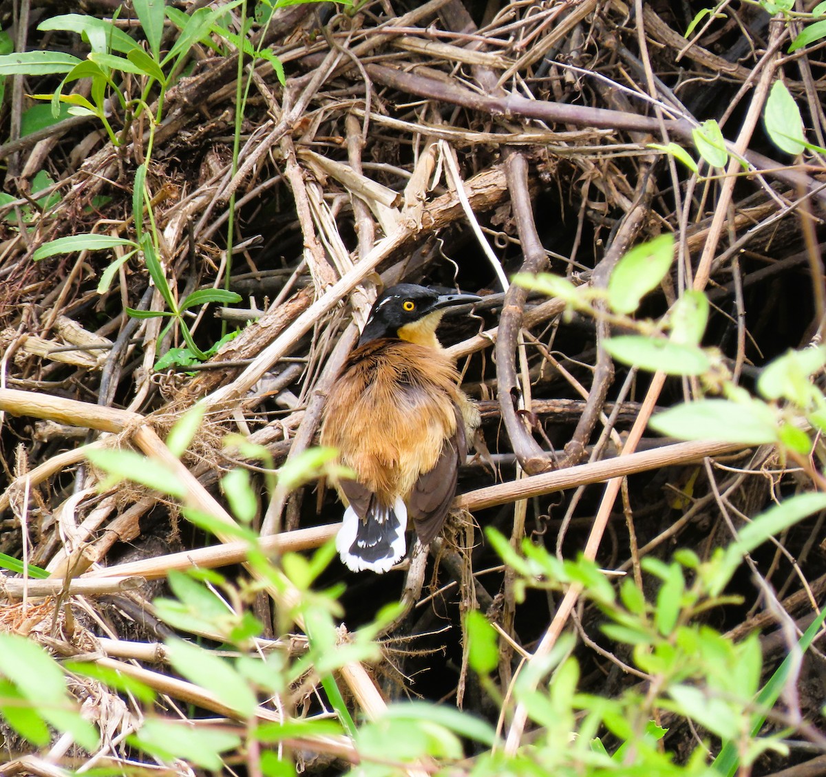 Black-capped Donacobius - ML644937657