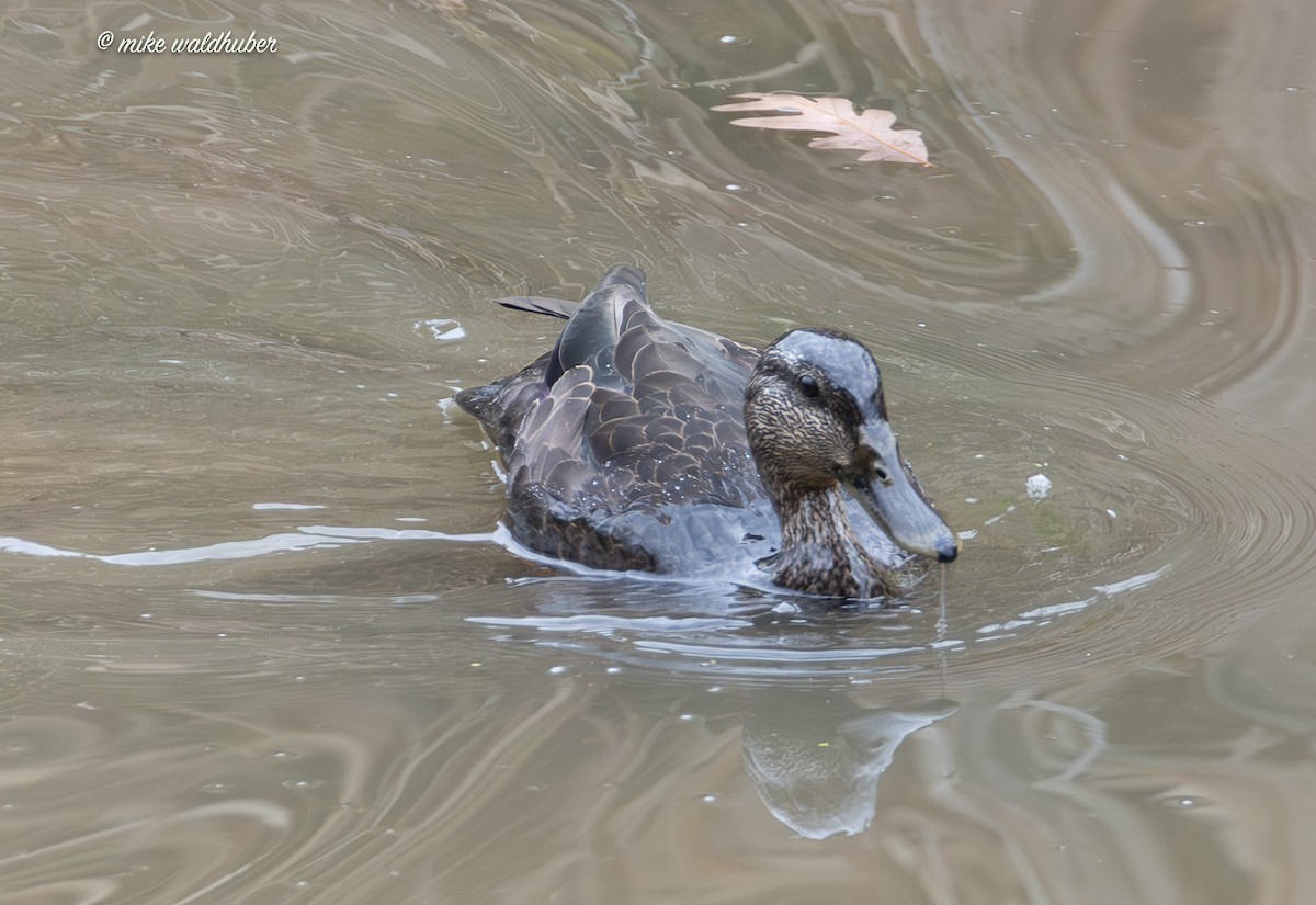 American Black Duck - ML644937658