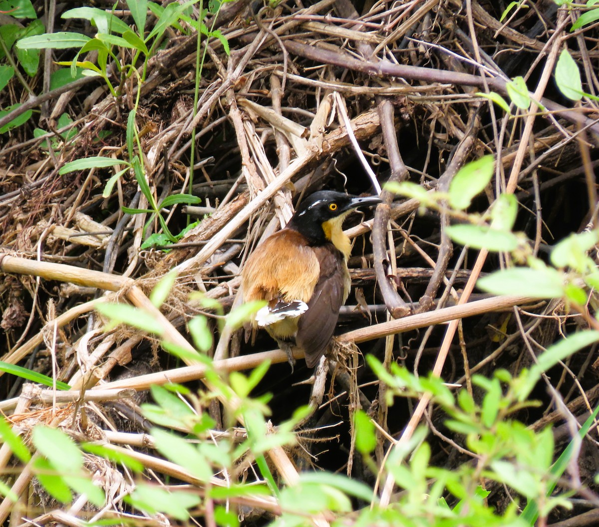 Black-capped Donacobius - ML644937659