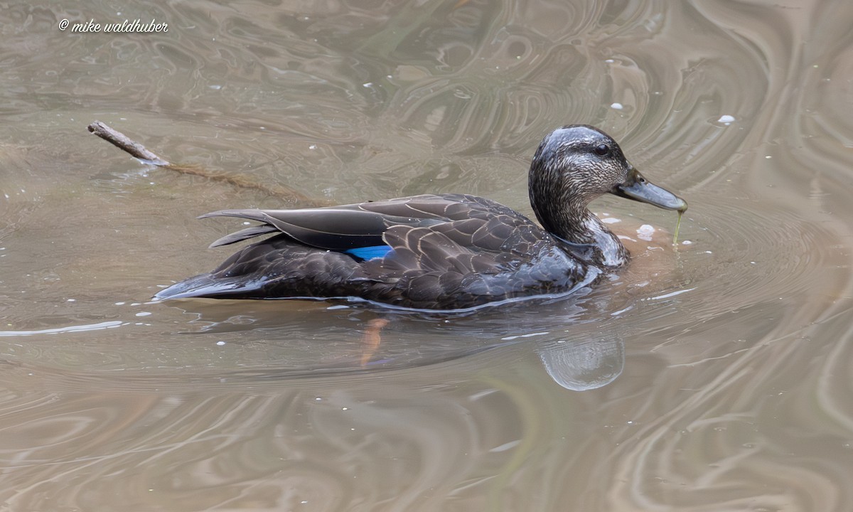 American Black Duck - ML644937660