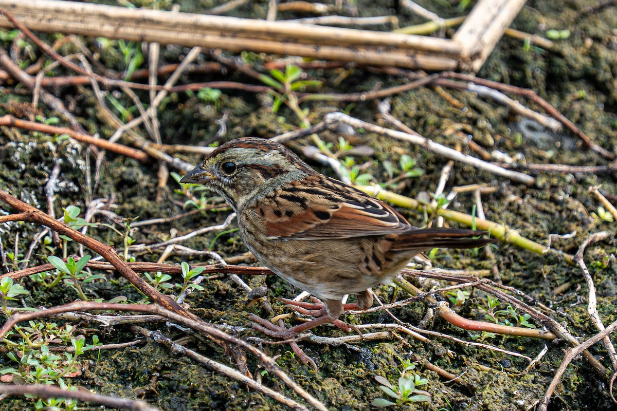 Swamp Sparrow - ML644937681