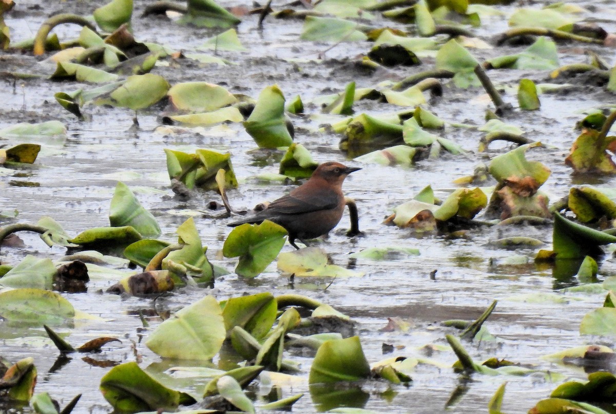 Rusty Blackbird - ML644937687