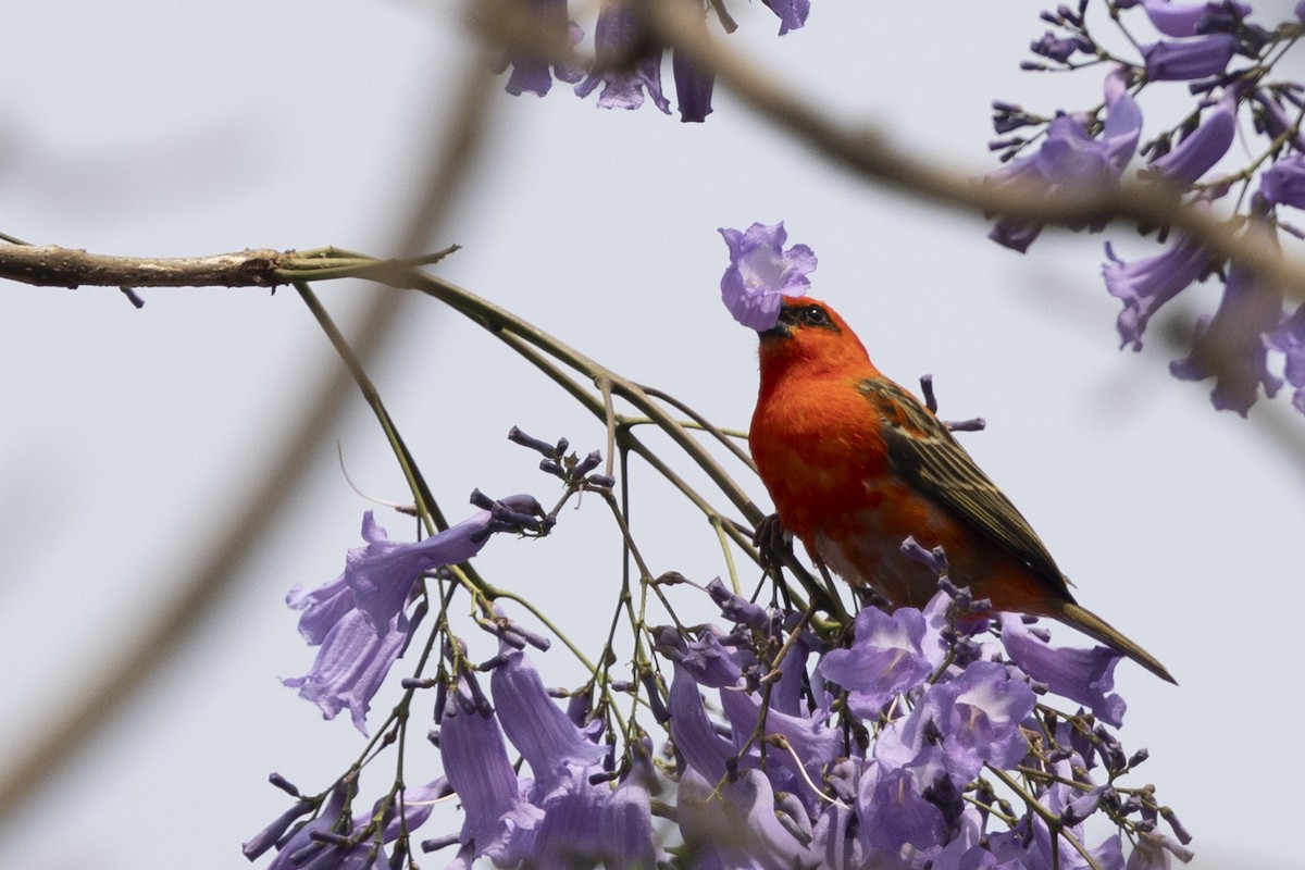 Red Fody - ML644937689
