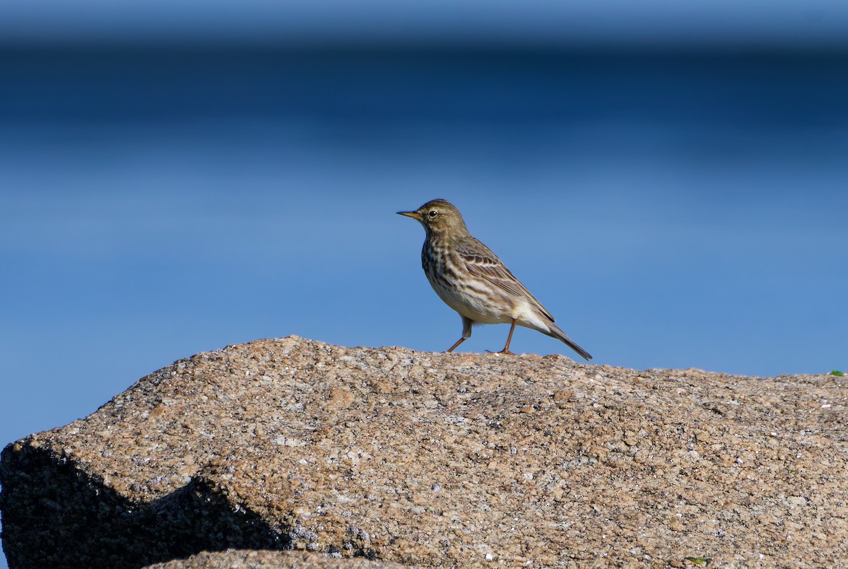 Bisbita Costero - ML644937693