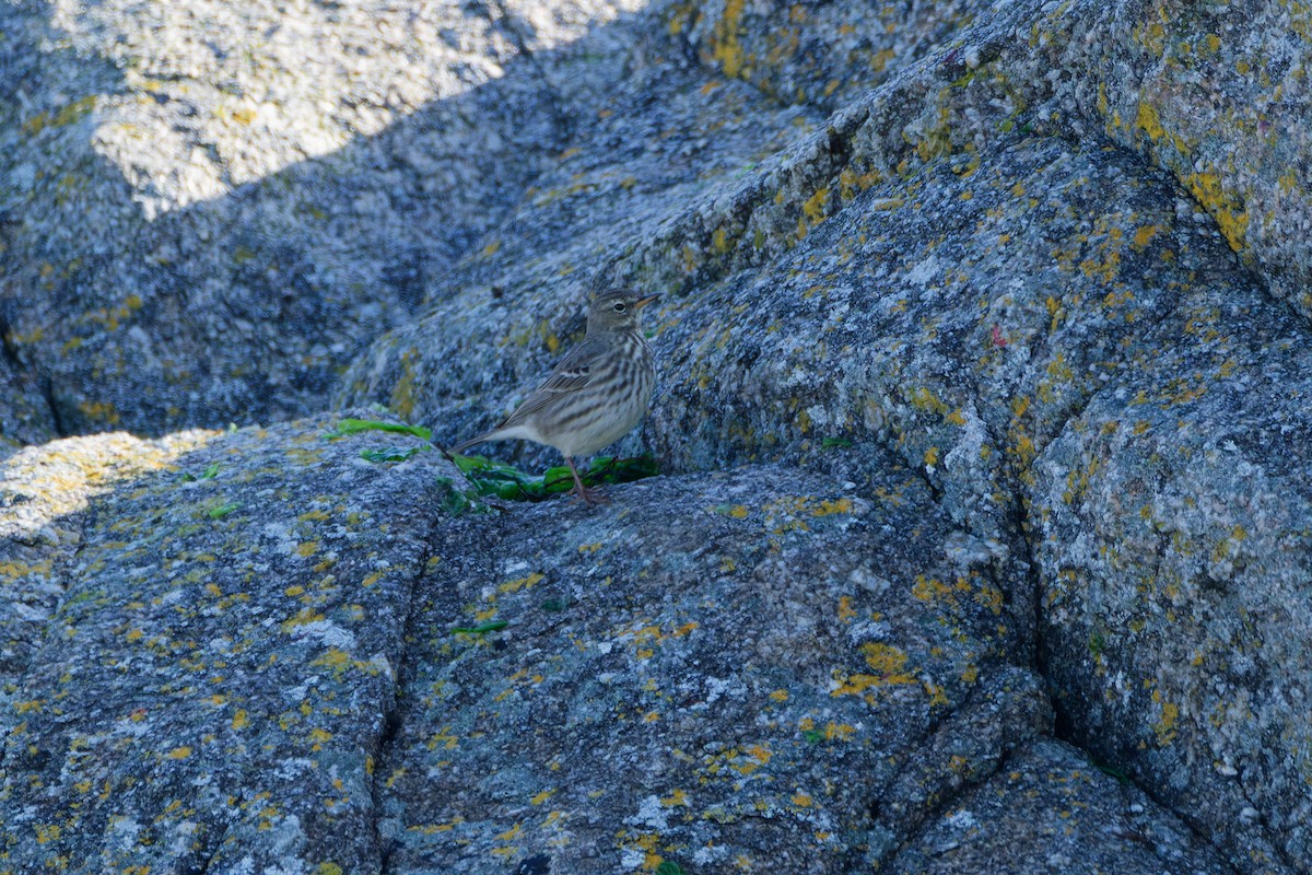 Bisbita Costero - ML644937694