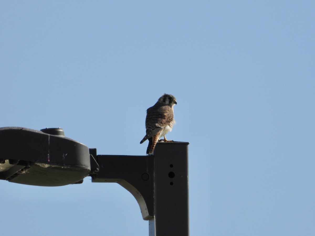 American Kestrel - ML644937696