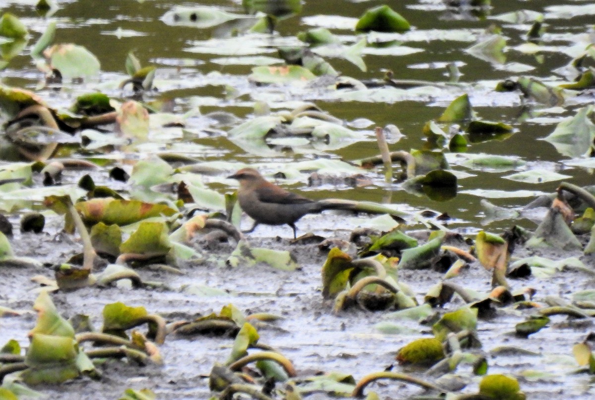Rusty Blackbird - ML644937698