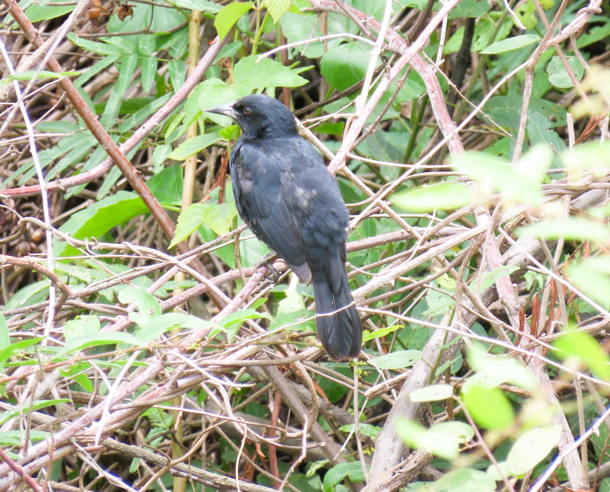 Unicolored Blackbird - ML644937705