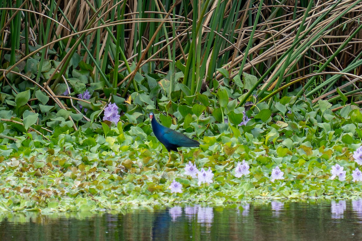 Purple Gallinule - ML644937719
