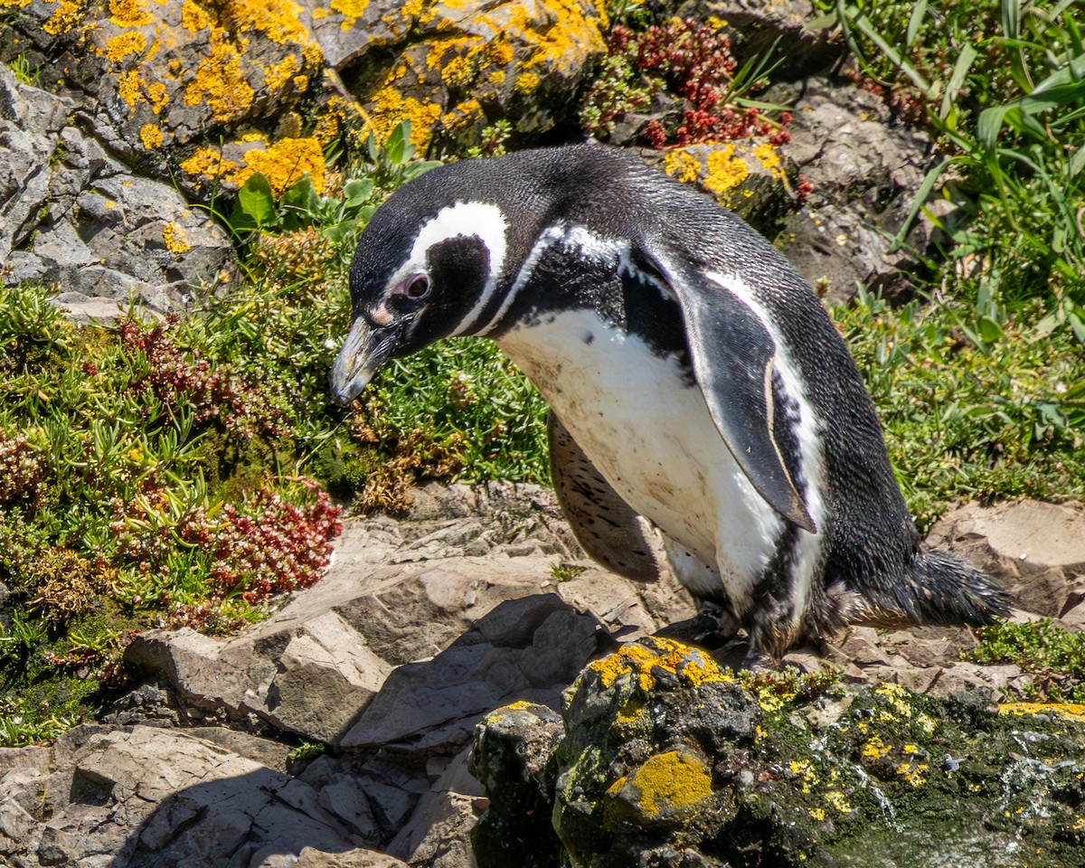 Magellanpinguin - ML644937720