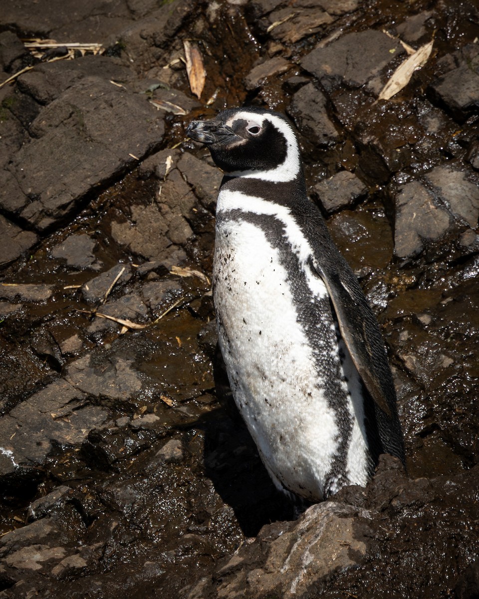 Magellanpinguin - ML644937721