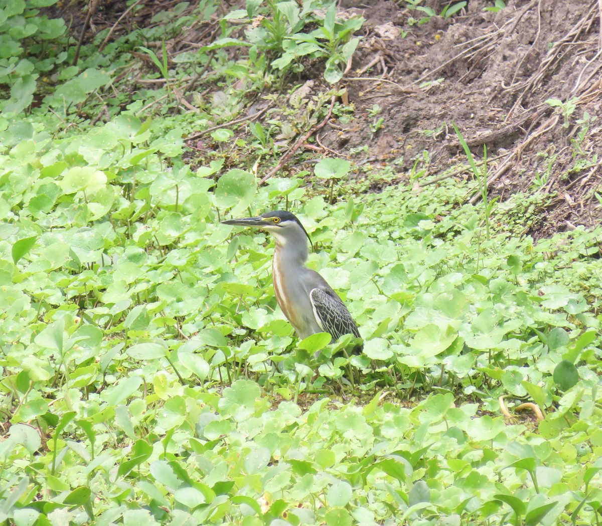Striated Heron - ML644937727