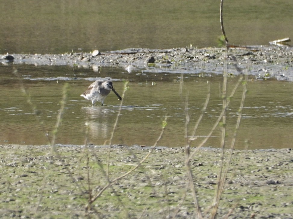 Long-billed Dowitcher - ML644937730