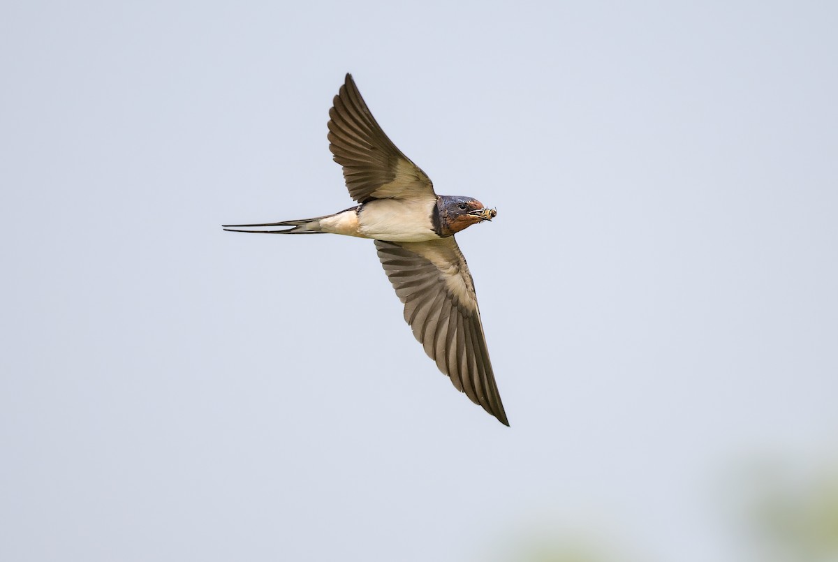 vlaštovka obecná - ML644937734