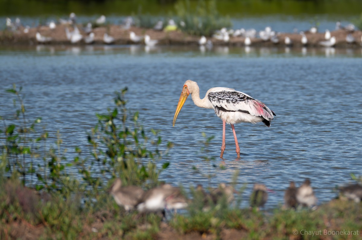 Painted Stork - ML644937739