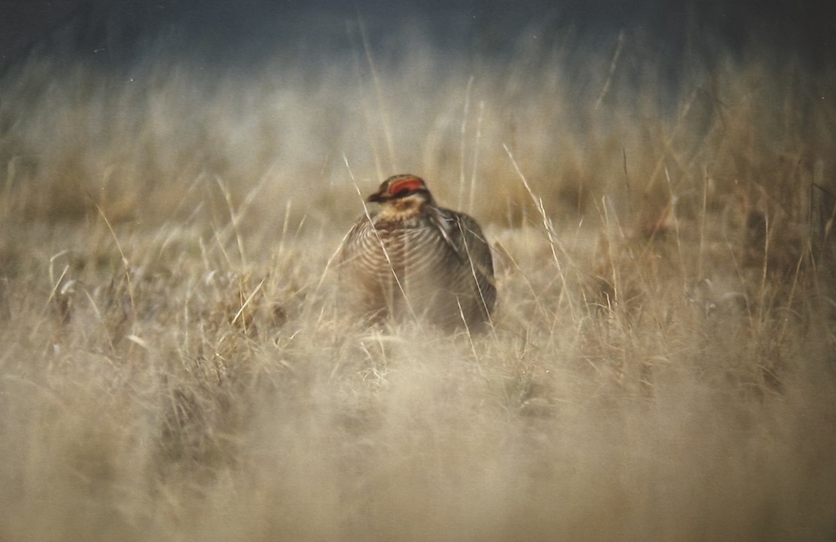 Lesser Prairie-Chicken - ML644937741
