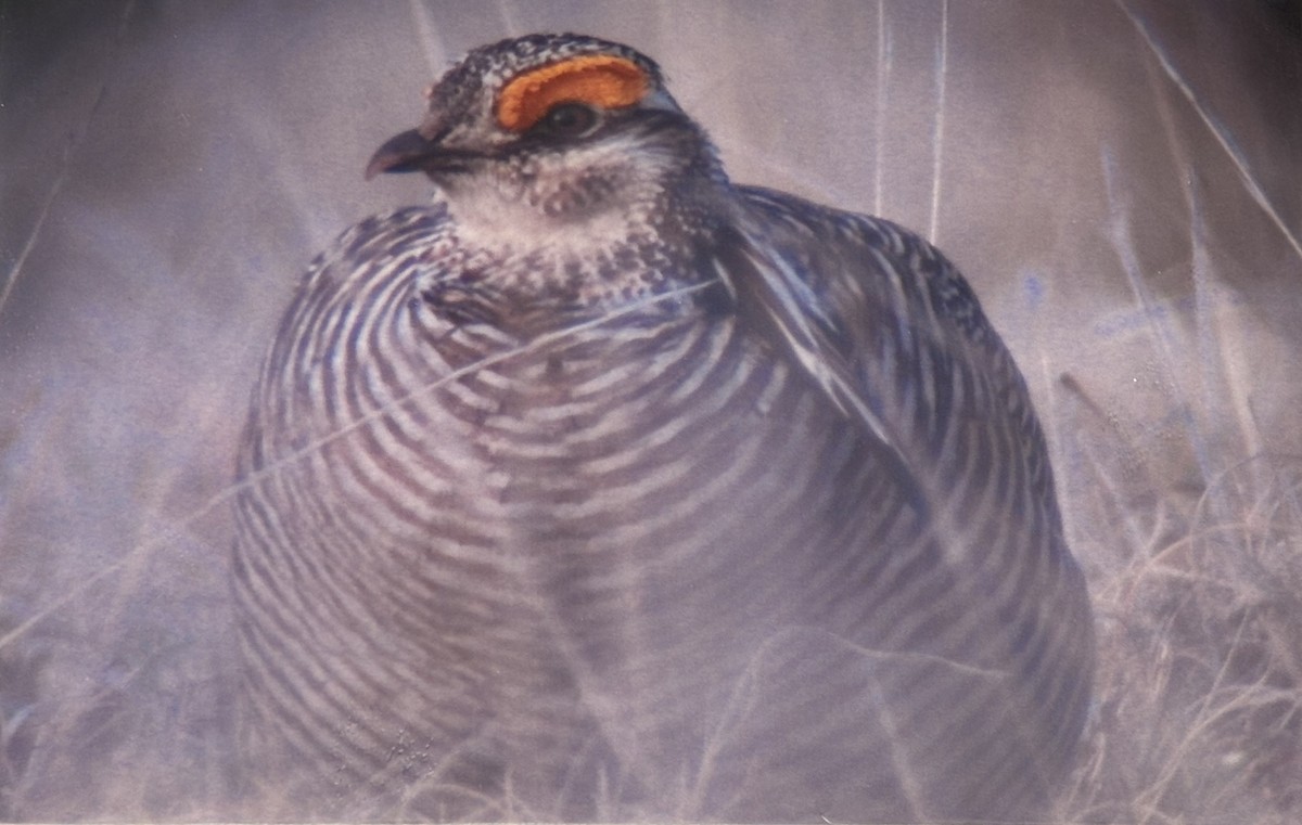 Lesser Prairie-Chicken - ML644937742