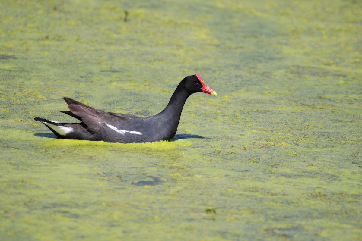 Курочка латиноамериканська - ML644937748