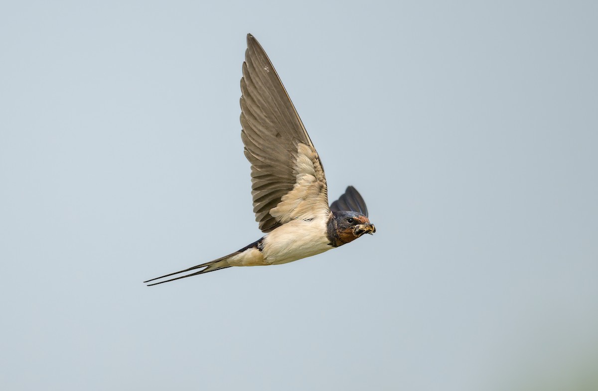 vlaštovka obecná - ML644937759