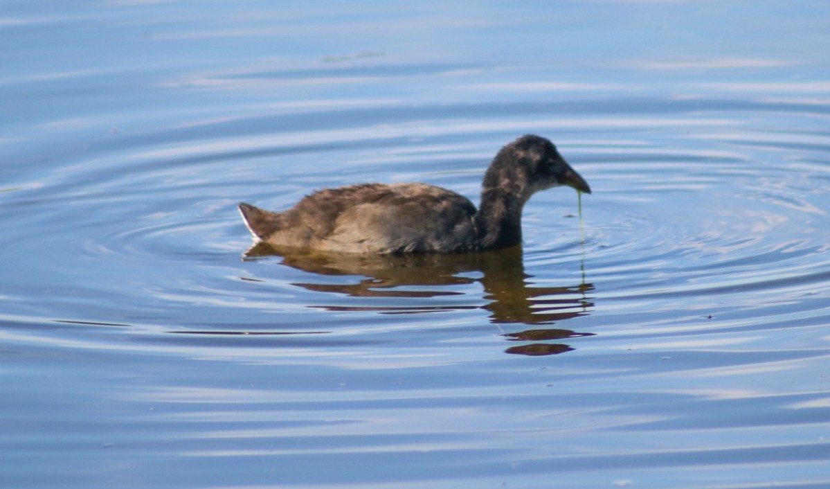 Red-fronted Coot - ML644937772