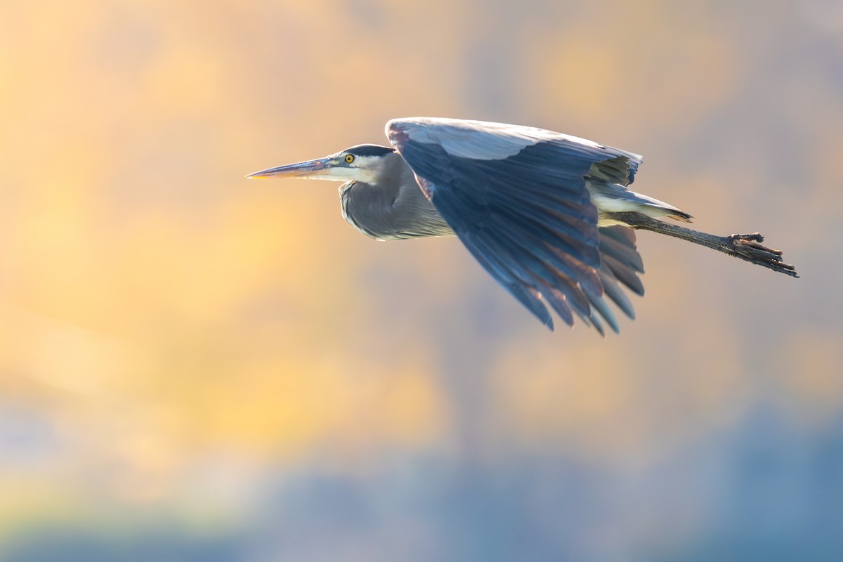 Great Blue Heron - ML644937773