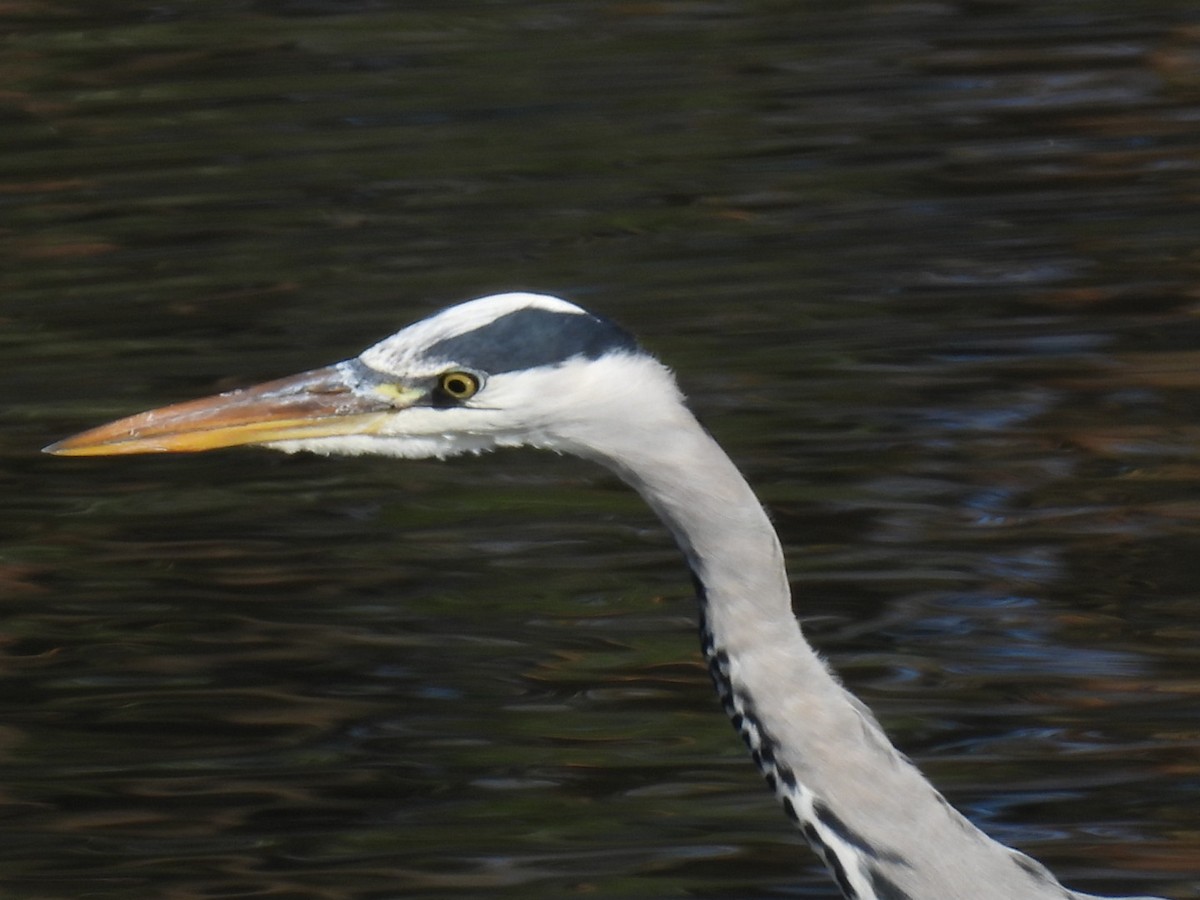 蒼鷺 - ML644937776